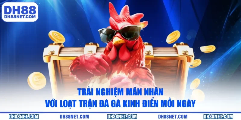 Trải nghiệm mãn nhãn với loạt trận đá gà kinh điển mỗi ngày